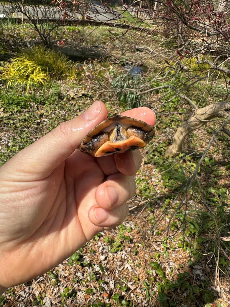 Spotted Turtle 2024 Female