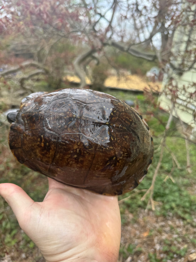 Gulf Coast Box Turtle Adult Male