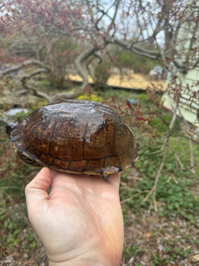 Gulf Coast Box Turtle Adult Male