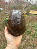 Gulf Coast Box Turtle Adult Male