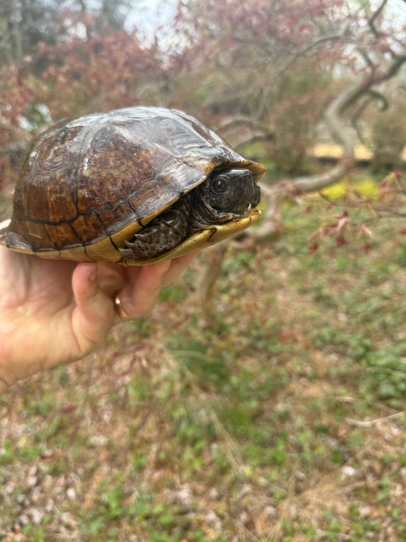 Gulf Coast Box Turtle Adult Male