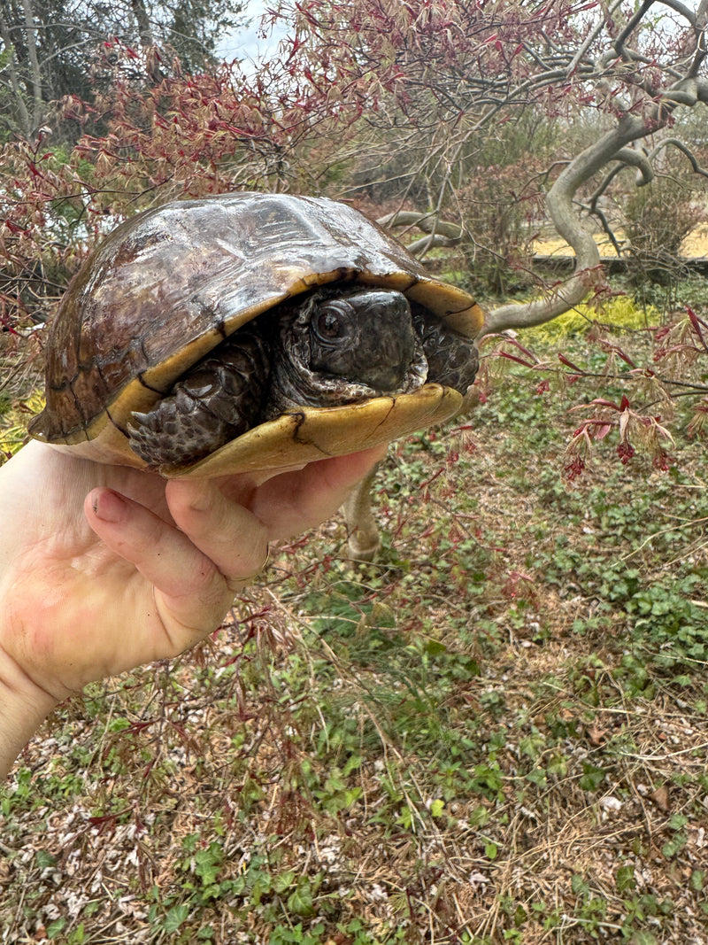 Gulf Coast Box Turtle Adult Male