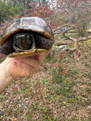 Gulf Coast Box Turtle Adult Male