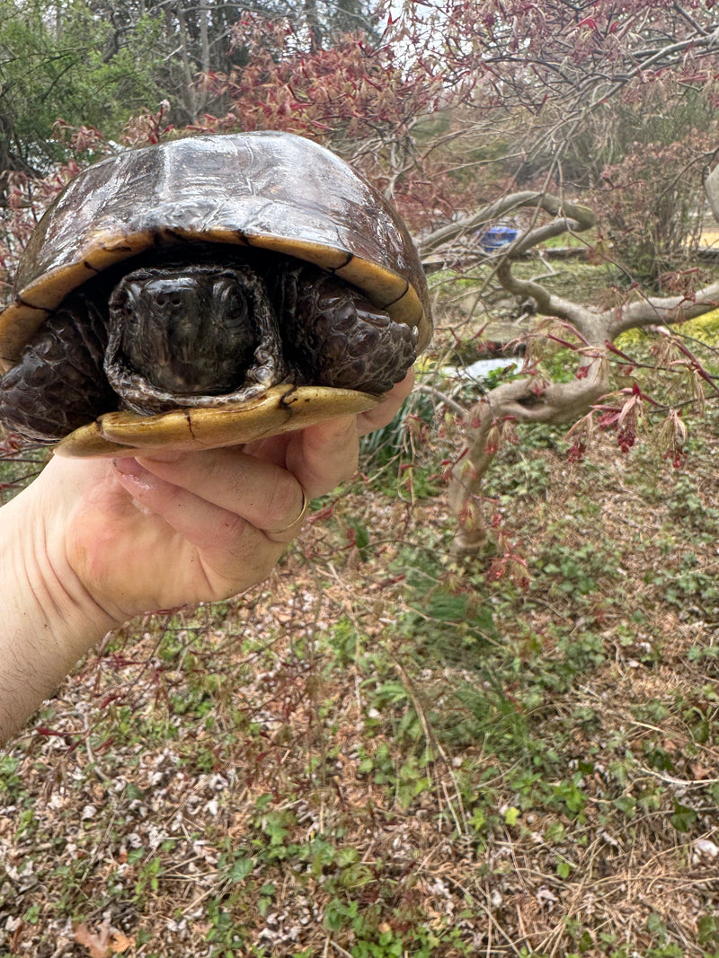 Gulf Coast Box Turtle Adult Male