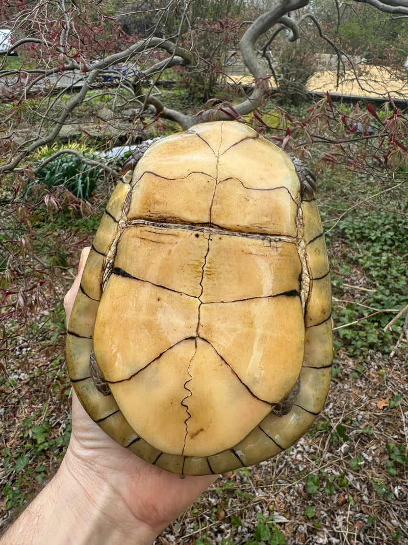Gulf Coast Box Turtle Adult Male