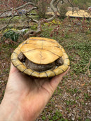 Gulf Coast Box Turtle Adult Male