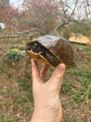 Gulf Coast Box Turtle Adult Male