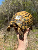 Libyan Greek Tortoise Adult Female