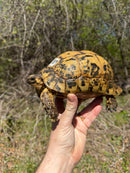 Libyan Greek Tortoise Adult Female
