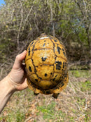 Libyan Greek Tortoise Adult Female