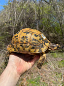 Libyan Greek Tortoise Adult Female