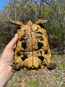 Libyan Greek Tortoise Adult Female