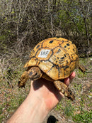 Libyan Greek Tortoise Adult Female