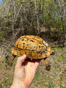 Libyan Greek Tortoise Adult Female