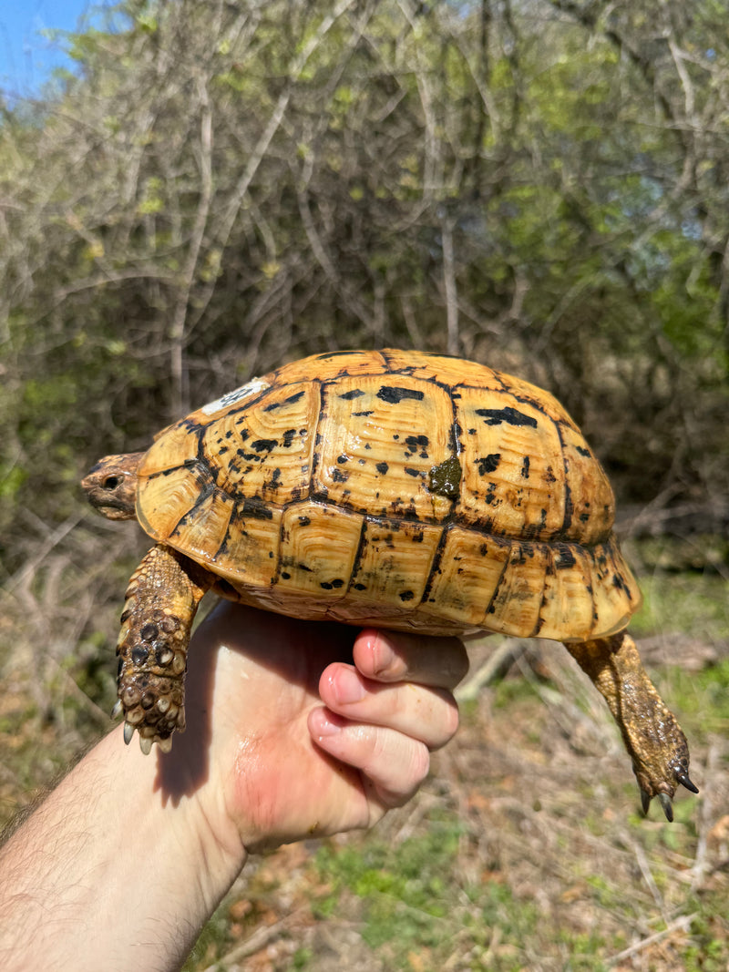 Libyan Greek Tortoise Adult Female