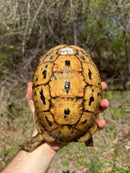 Libyan Greek Tortoise Adult Female