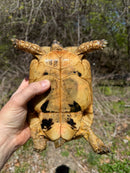 Libyan Greek Tortoise Adult Female