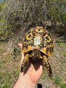 Libyan Greek Tortoise Adult Female