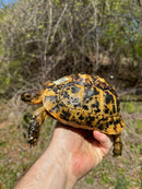 Libyan Greek Tortoise Adult Female
