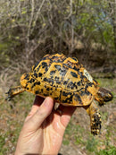 Libyan Greek Tortoise Adult Female