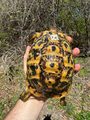 Libyan Greek Tortoise Adult Female
