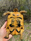 Libyan Greek Tortoise Adult Female