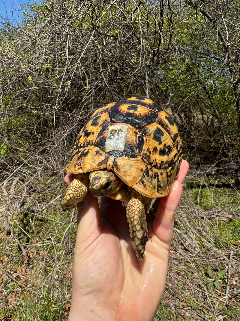 Libyan Greek Tortoise Adult Female