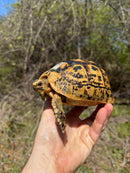 Libyan Greek Tortoise Adult Female
