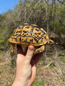 Libyan Greek Tortoise Adult Female