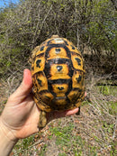 Libyan Greek Tortoise Adult Female