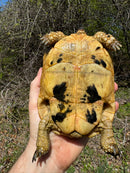 Libyan Greek Tortoise Adult Female
