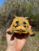 Libyan Greek Tortoise Adult Female