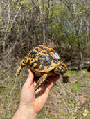 Libyan Greek Tortoise Adult Female