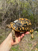 Libyan Greek Tortoise Adult Female