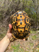 Libyan Greek Tortoise Adult Female