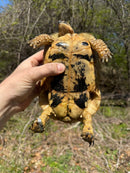 Libyan Greek Tortoise Adult Female