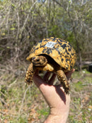 Libyan Greek Tortoise Adult Female