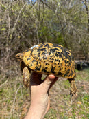 Libyan Greek Tortoise Adult Female