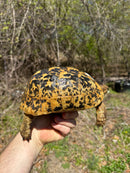 Libyan Greek Tortoise Adult Female