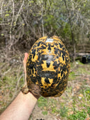 Libyan Greek Tortoise Adult Female