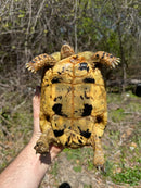 Libyan Greek Tortoise Adult Female