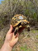Libyan Greek Tortoise Adult Female