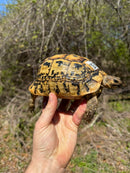 Libyan Greek Tortoise Adult Female