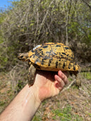 Libyan Greek Tortoise Adult Female