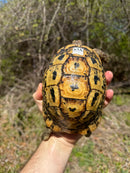 Libyan Greek Tortoise Adult Female