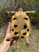 Libyan Greek Tortoise Adult Female