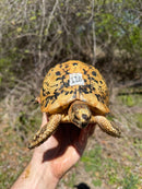 Libyan Greek Tortoise Adult Female