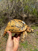 Libyan Greek Tortoise Adult Female