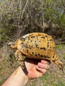 Libyan Greek Tortoise Adult Female
