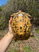 Libyan Greek Tortoise Adult Female